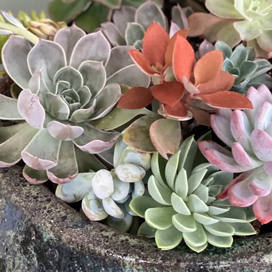 Assorted succulent detail.