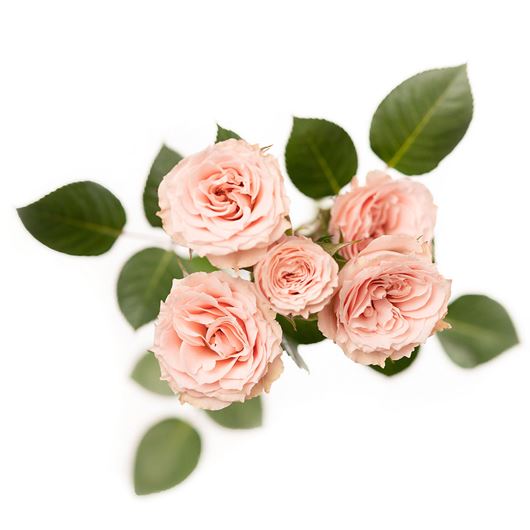 Brilliant Stars® Light Pink spray rose detail.