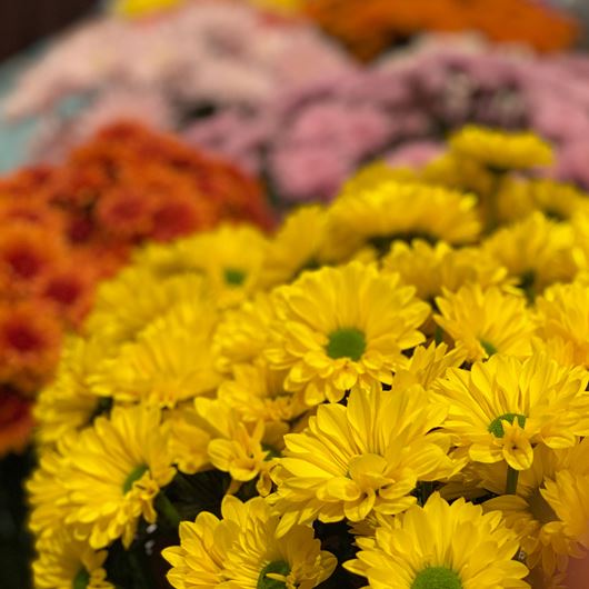 A lineup of Chrysanthemum entries at the Outstanding Varieties Competition.