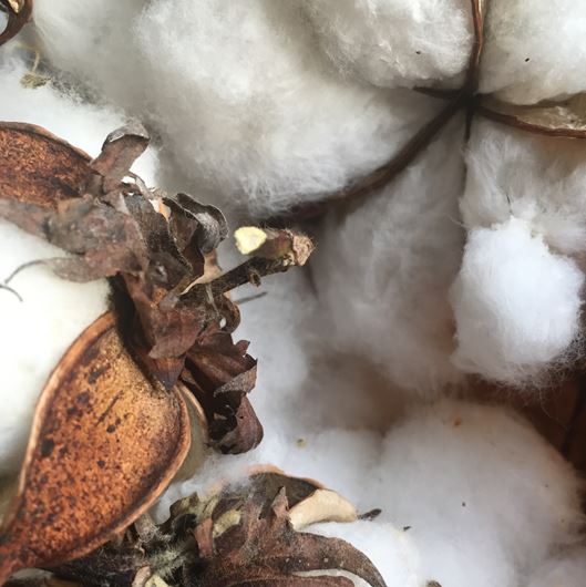 Raw cotton, Gossypium