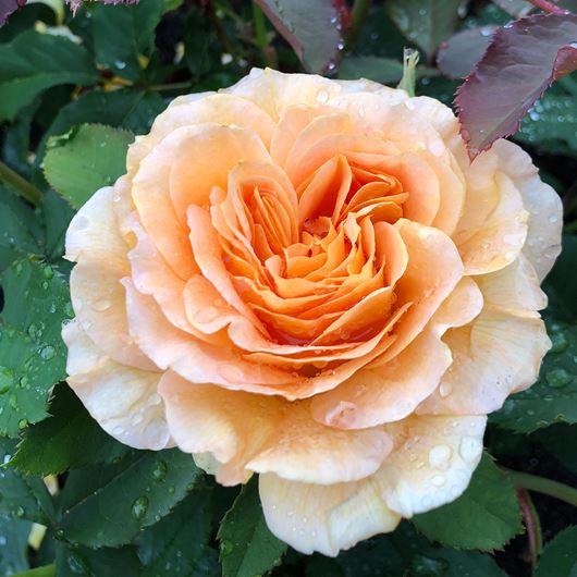 Garden rose detail.