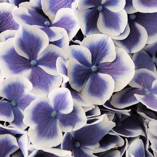 Hydrangea detail.