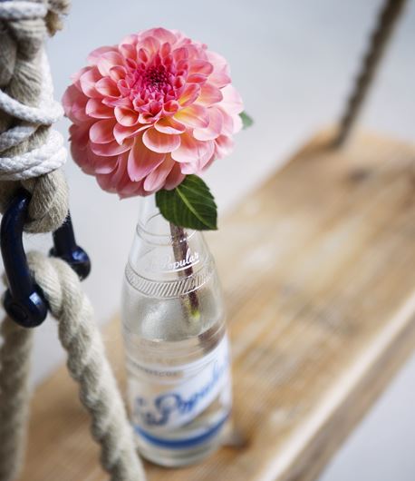 Dahlia in a pop bottle. Photo: Rolinda Windhorst