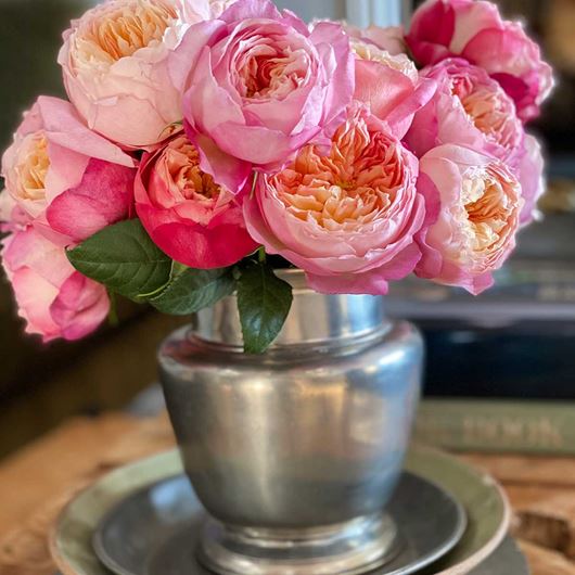 'Edith' garden roses by David Austin.