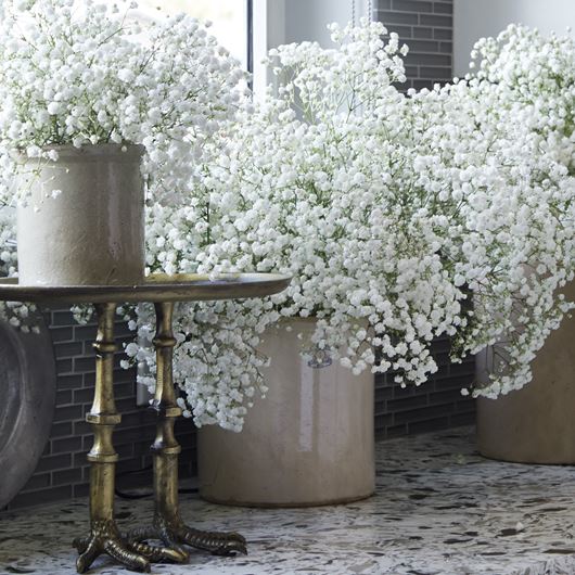 An airy kitchen spread featuring 'Overtime' Gypsophila.