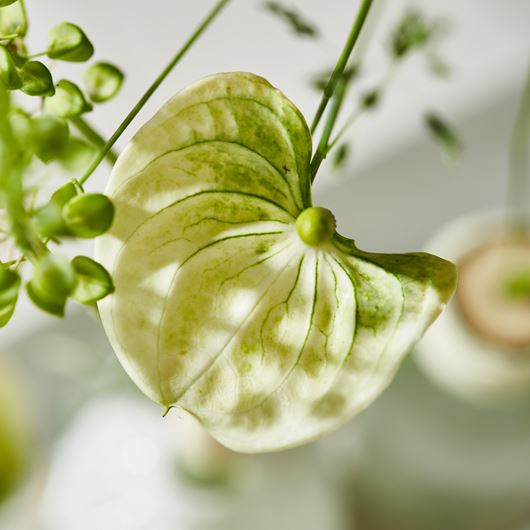 Anthurium detail.