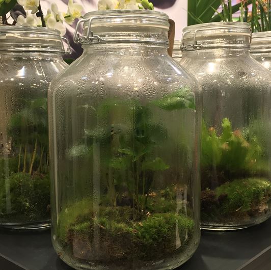 Recycled glass terrariums 