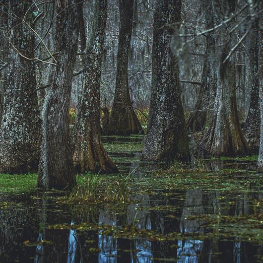 A swampy environment evokes the natural allure of ATMOSPHERIC.