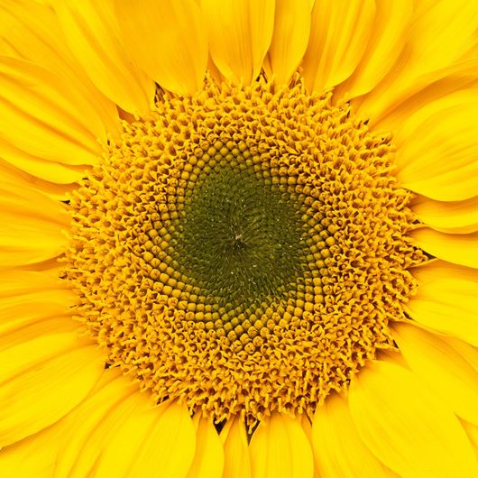 Sunflower detail.