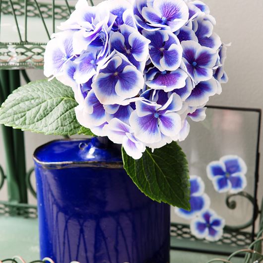 Bi-color Hydrangea with pressed petals between glass.