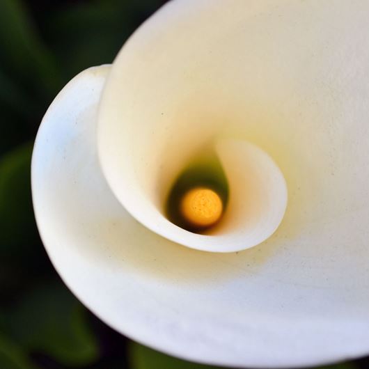 Calla detail. Photo: Shutterstock