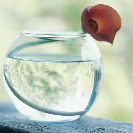 Single calla in bubble bowl. Photo: Stephen Smith for Florists' Review