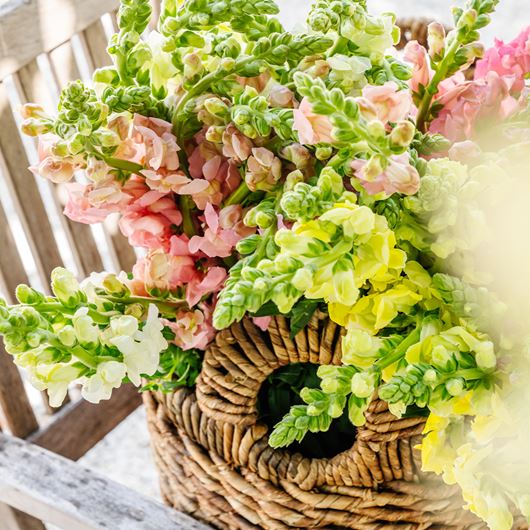 Assorted snapdragons in a summertime basket.