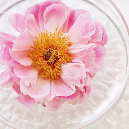 Tree poeny (Paeonia suffruticosa) floating crystal. Photo: Rolinda Windhorst