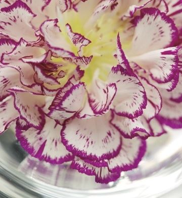Carnation petals (Dianthus caryophyllus) floating in water. Photo: Stephen Smith for Florists’ Review