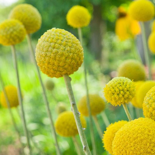 A field of Craspedia flowers.