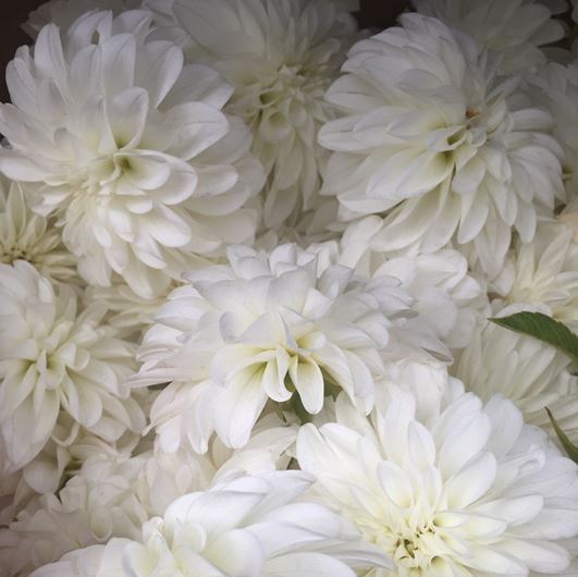 White Dahlias