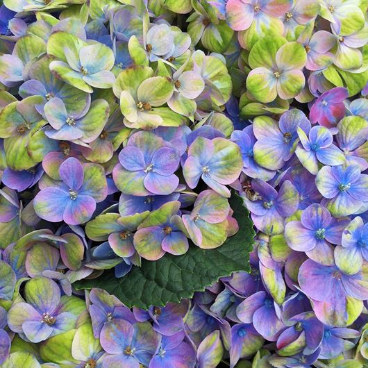 Bi-color Hydrangea detail.