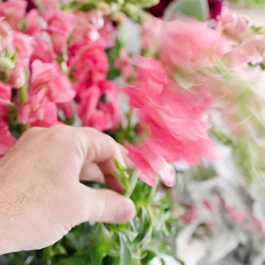 Pink snapdragon detail.