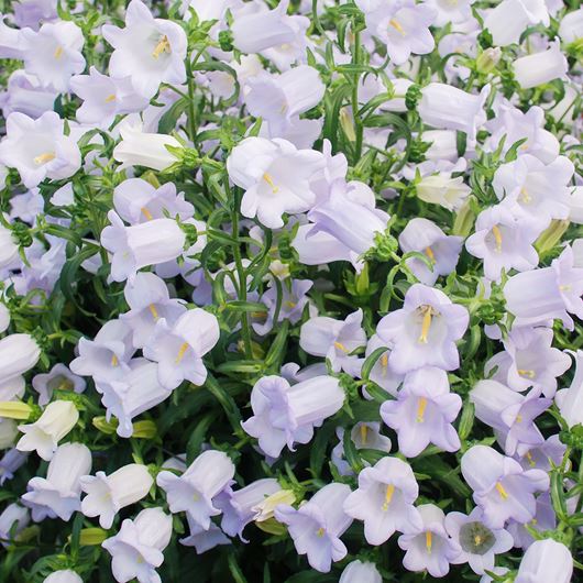 White Campanula detail.