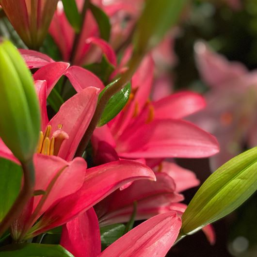 A lineup of lily entries at the Outstanding Varieties Competition.