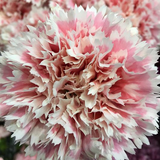 New carnation variety from Selecta , hybNobbio® ‘Pink Delight’, sports vintage colors and markings.