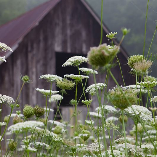 Daucus carota fills a misty field by an old wooden barn.
