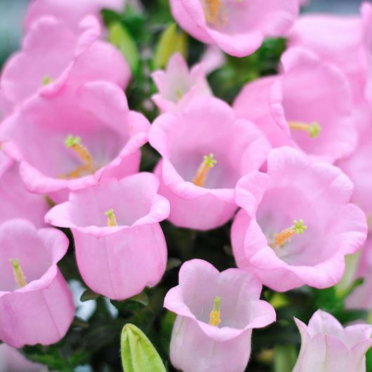 Pink campanula detail.