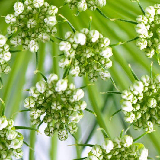 Ammi majus detail.