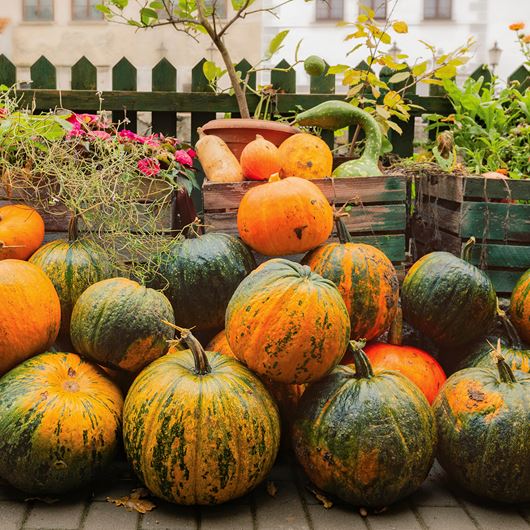 Autumnal display featuring hearty pumpkins.