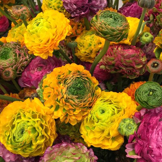 Ranunculus blooms are available in an assortment of colors and shapes.