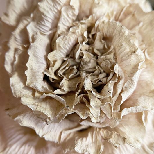 Dried carnation detail.