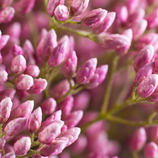 'Cayambe Pink' rice flower detail.