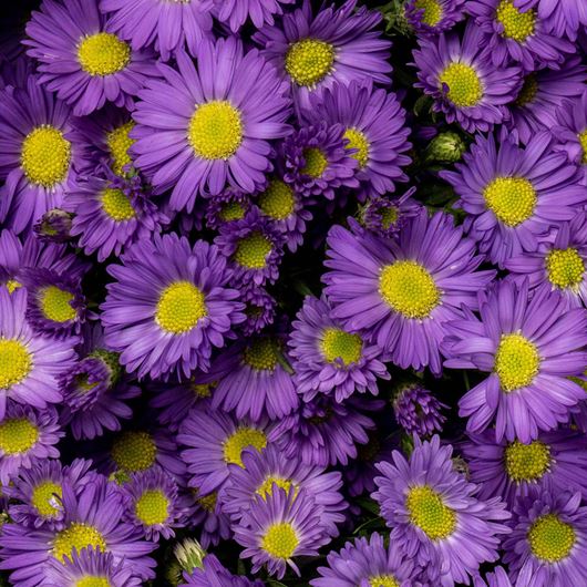 Purple Mardi Gras® Aster.