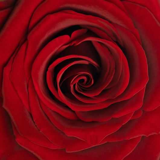 'Explorer' rose detail.