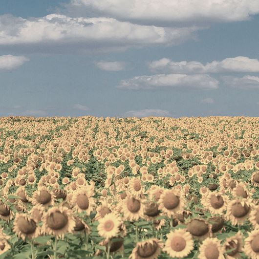 Sunflower field.