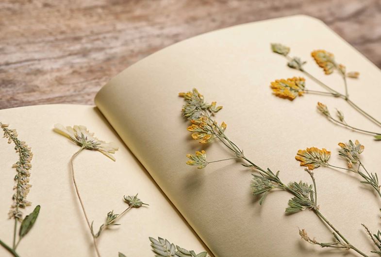 Pressed flowers in a book.