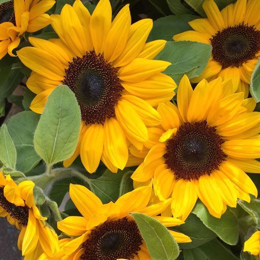 Classic sunflowers. Photo: Talmage McLaurin
