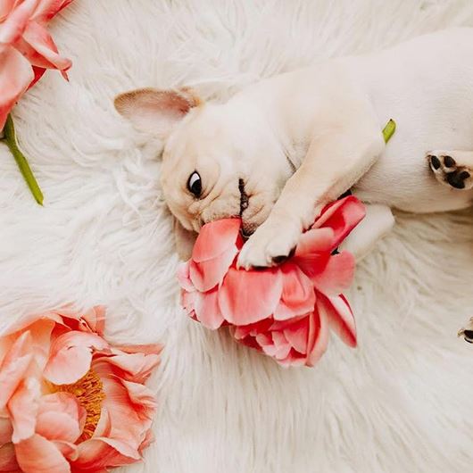 Debi Lilly's family dog, Jacques Louis, surrounded by peonies.