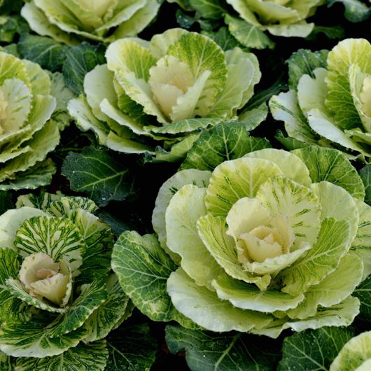 Ornamental kale clusters.