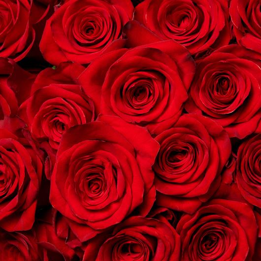 Red rose detail.