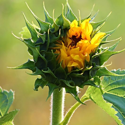 Budding sunflower. Photo: Shutterstock