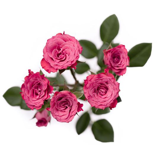 'Brilliant Stars® Dark Pink' spray rose detail.