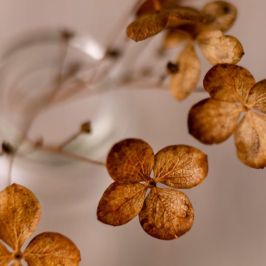 Dried Hydrangea flowers in a glass bottle.
