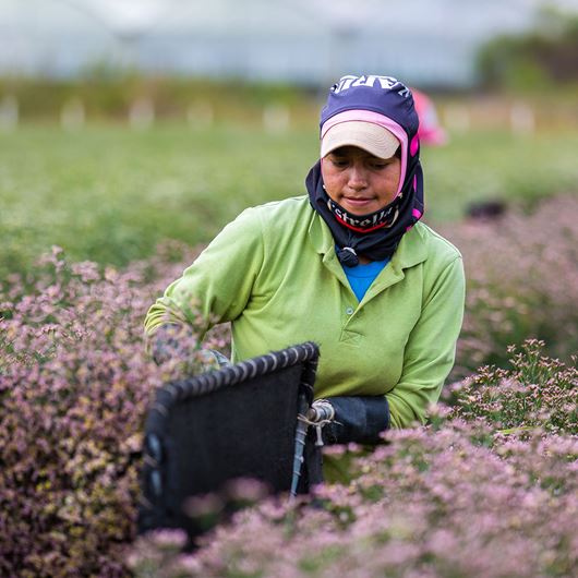 Stunning Activa® Limonium ready for harvesting.