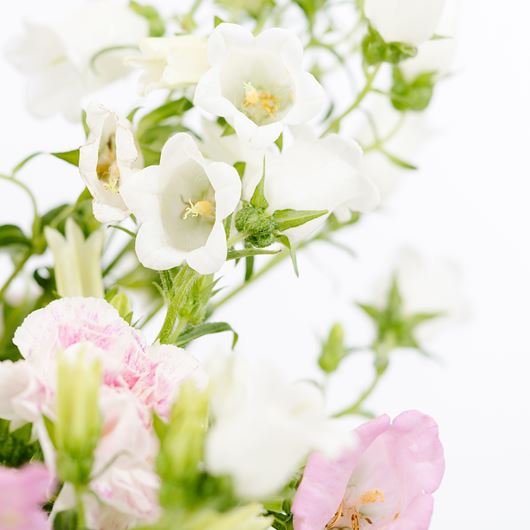 White Campanula blooms provide an ethereal touch to floral decor.