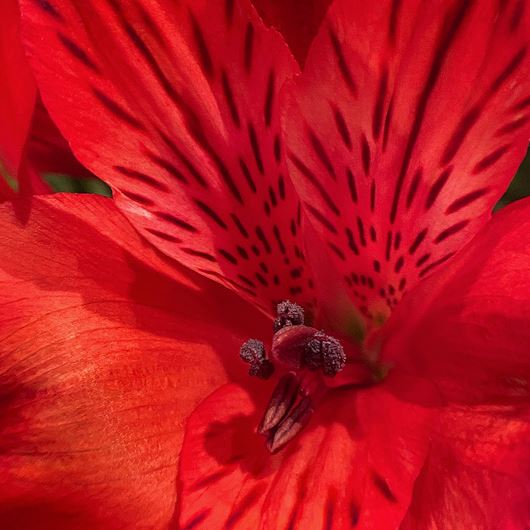 Romance Alstroemeria.