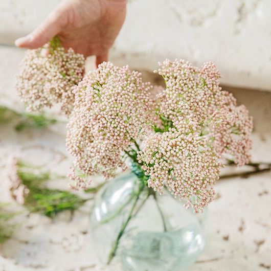 Victoria Pink® rice flower detail.
