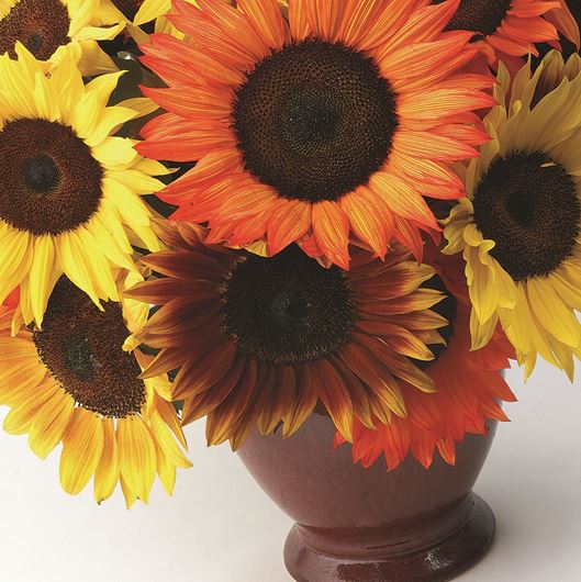 Color enhanced sunflowers. Photo: Stephen Smith for Florists' Review