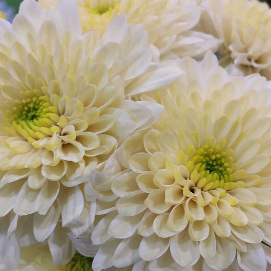 'Vanilla Sorbet' Chrysanthemum detail.